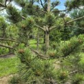 Pinus nigra Oregon Green - 2