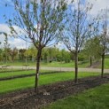 Prunus serrula - 1