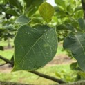 Magnolia 'Spectrum' - 1