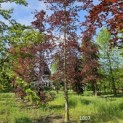 Fagus sylvatica 'Atropunicea' - 4