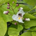 Catalpa bignonioides 'Aurea' - bloei juli 2024