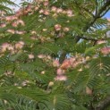 Albizia julibrissin - 1