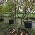 Cercis siliquastrum - 1