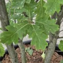 Quercus rubra - 4