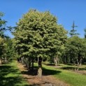 Tilia cordata 'Böhlje' - 3