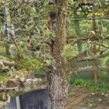 Pyrus communis 'Gieser Wildeman' - Foto 2