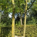 Gleditsia triacanthos ‘Inermis’ - Foto 6