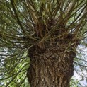 Salix Alba - Foto 4
