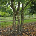 Platanus x hispanica - 1