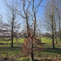 Fagus sylvatica - 3