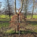Fagus sylvatica - 1