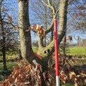 Fagus sylvatica - 2