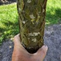 Maackia amurensis - 4