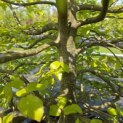 Parrotia persica - 3