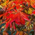 Acer palmatum 'Trompenburg' - Foto 2