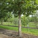 Castanea sativa - 1