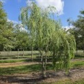 Salix x sepulcralis 'Chrysocoma' - 1