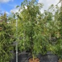 Sorbus 'Dodong' - 1