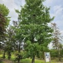 Liquidambar styraciflua - 4