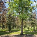 Betula nigra - 3