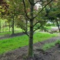 Fagus sylvatica 'Atropunicea' - Afbeelding 3