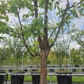 Acer griseum - Foto 4