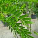 Gleditsia triacanthos ‘Inermis' - 2