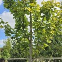 Acer platanoides 'Princeton Gold' - Foto 5