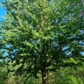 Cercidiphyllum japonicum - Foto 2