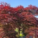 Acer palmatum 'Garnet' - Foto 2