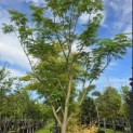 Albizia julibrissin - 4