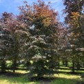 Fagus sylvatica 'Atropunicea' - mei 2026