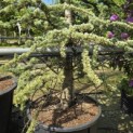 Cedrus libani 'Glauca' - 2