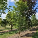 Acer Triflorum - Foto 3