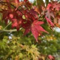 Acer palmatum - 2