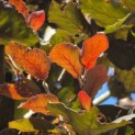 Fagus sylvatica 'Riversii' - zomerblad met jong blad