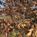 Fagus sylvatica - 2
