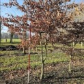 Fagus sylvatica - 3