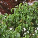 Pyrus c. 'Conference' - 3