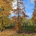 Fagus sylvatica Atropunicea - 1