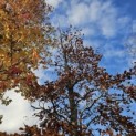 Fagus sylvatica Atropunicea - 2