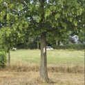 Carpinus Betulus - 2