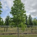 Liquidambar styraciflua - 4