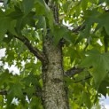 Liquidambar styraciflua - 3