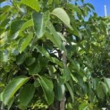 Diospyros virginiana - Foto 1
