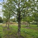 Metasequoia glyptostroboides - Foto 8