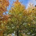 Fagus sylvatica 'Atropunicea' - november 2025