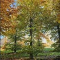 Fagus sylvatica 'Atropunicea' - 5