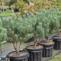 Pinus sylvestris 'Watereri' - Foto 2