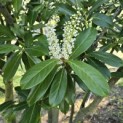 Prunus laurocerasus 'Novita' - Foto 3